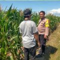 Dukung Ketahanan Pangan, Bhabinkamtibmas Polsek Sempu dan Muncar Dampingi Pertumbuhan Tanaman Jagung Warga
