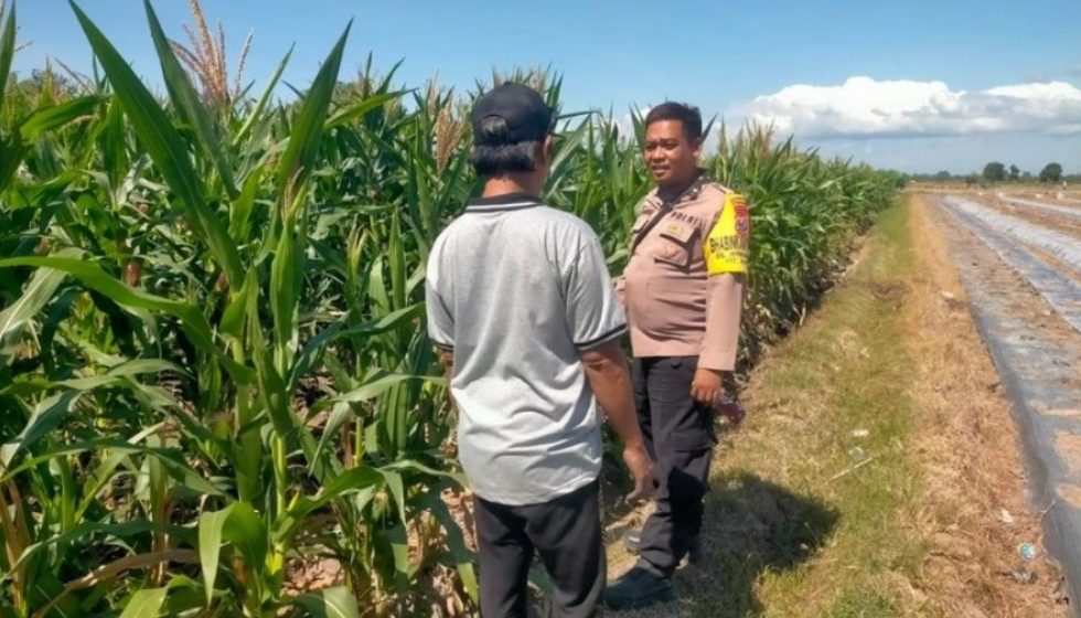 IMG-20260608-WA0012 Dukung Ketahanan Pangan, Bhabinkamtibmas Polsek Sempu dan Muncar Dampingi Pertumbuhan Tanaman Jagung Warga