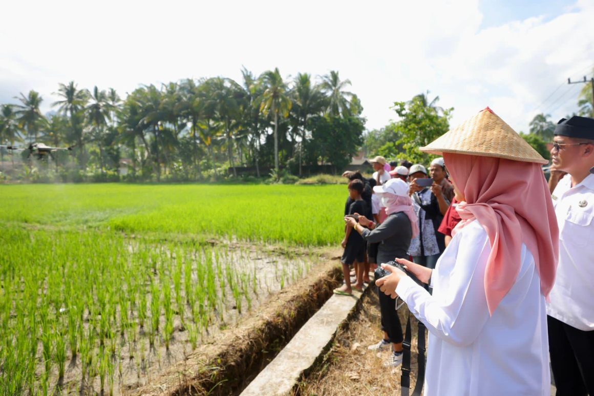 Produksi Beras Banyuwangi Januari Hingga Juni 2026 Surplus 174 Ribu Ton