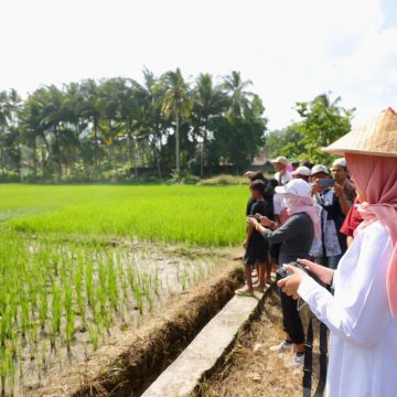 1000806582 Produksi Beras Banyuwangi Januari Hingga Juni 2026 Surplus 174 Ribu Ton
