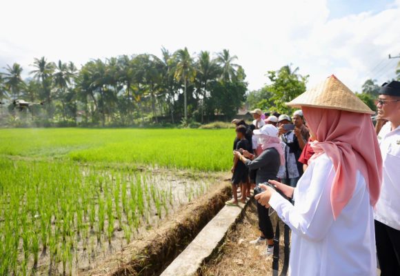 Produksi Beras Banyuwangi Januari Hingga Juni 2026 Surplus 174 Ribu Ton