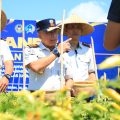 Dukung Ketahanan Pangan, Kakanwil Ditjenpas Jatim Hadiri Panen Jagung dan Cabai di Lahan SAE Paswangi