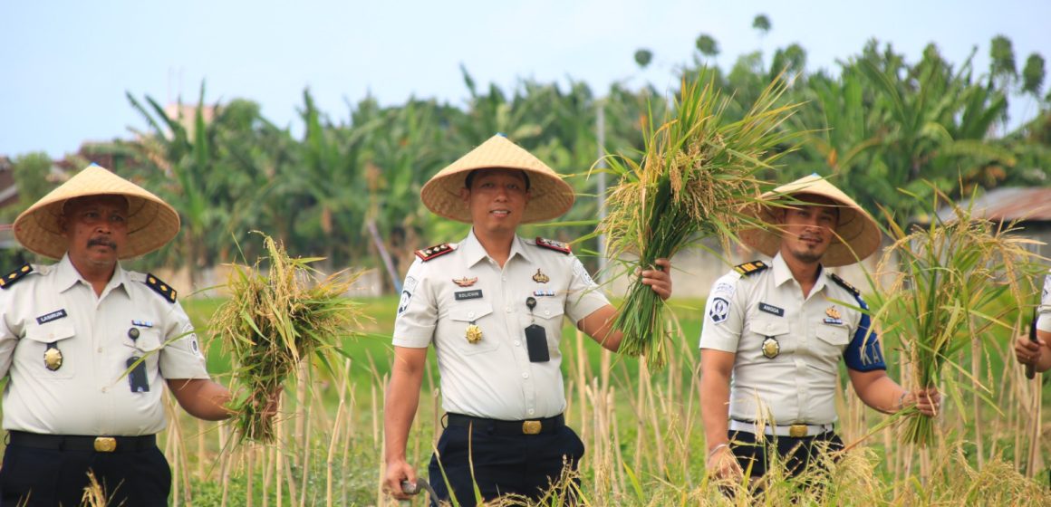 Lahan SAE Paswangi Kembali Memasuki Masa Panen Padi, Proyeksi Hasil Capai 2,4 Ton Gabah