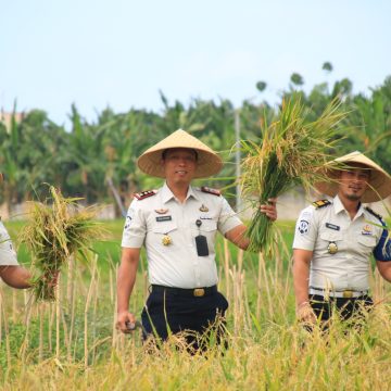IMG-20260728-WA0010 Lahan SAE Paswangi Kembali Memasuki Masa Panen Padi, Proyeksi Hasil Capai 2,4 Ton Gabah
