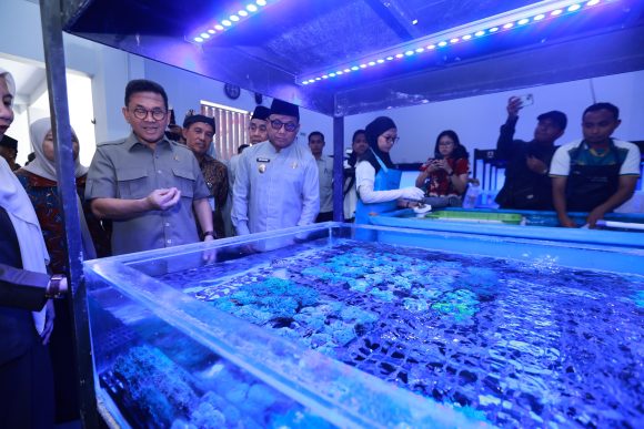 1001033518 Ekspor ke 20 Negara, Koral Budidaya Banyuwangi Diminati Pasar Global