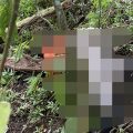 Dua Pendaki Gunung Piramid Bondowoso Ditemukan Meninggal Dunia, Evakuasi Tim SAR Terkendala Medan Cukup Ekstrem