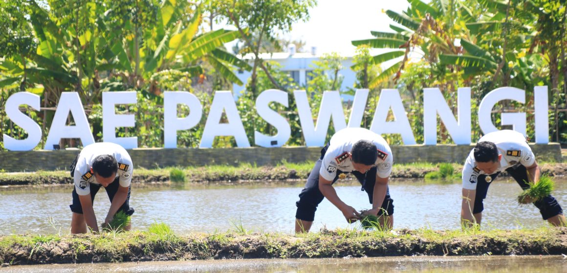 Konsisten Sukses 2 Kali Panen, Lapas Banyuwangi Garap Lagi Padi di Lahan SAE Paswangi