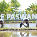 Konsisten Sukses 2 Kali Panen, Lapas Banyuwangi Garap Lagi Padi di Lahan SAE Paswangi