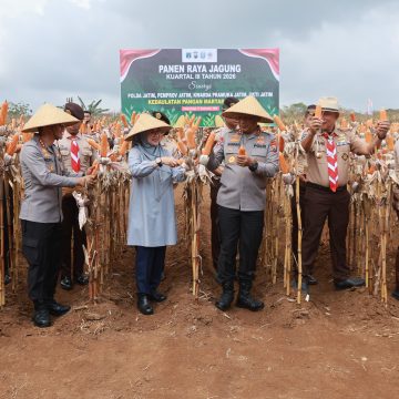 Jaga Surplus Pangan, Kapolda Jatim dan Bupati Ipuk Kembali Panen Raya Jagung di Banyuwangi