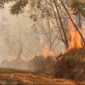 Kebakaran Hutan, Akses Pendakian Kawah Ijen Ditutup Sementara