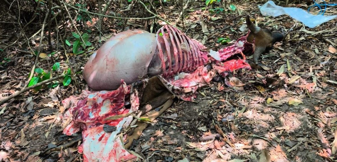 Banteng Jawa Ditemukan Terpotong di Alas Purwo Banyuwangi, Diduga Jadi Korban Perburuan Liar