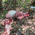 Banteng Jawa Ditemukan Terpotong di Alas Purwo Banyuwangi, Diduga Jadi Korban Perburuan Liar