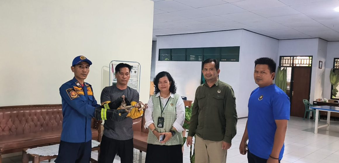 IMG-20261017-WA0007 Kukang Jawa yang Tersengat Listrik di Genteng Banyuwangi Diserahkan ke BKSDA