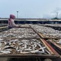 Ikan Asin Banyuwangi Tembus 50 Ton Sebulan, Muncar Jadi Sentra Utama