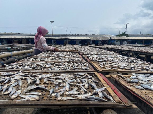 IMG-20261028-WA0036 Ikan Asin Banyuwangi Tembus 50 Ton Sebulan, Muncar Jadi Sentra Utama