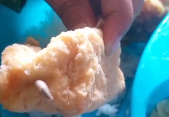 IMG_20261008_190256 Viral Video Belatung Diduga dari Menu MBG di Sempu Banyuwangi, Ini Penjelasan Pihak SPPG